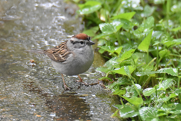 Chipping Sparrow 5-4-17