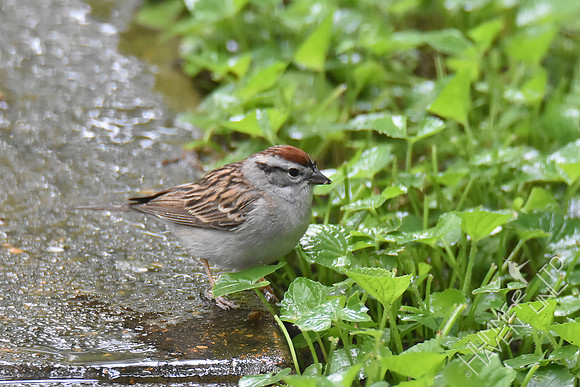 Chipping Sparrow with larva 5-4-17