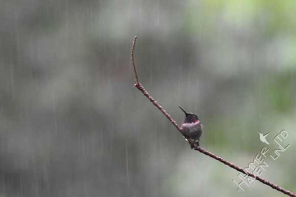 Ruby-throated Hummingbird 5-4-17