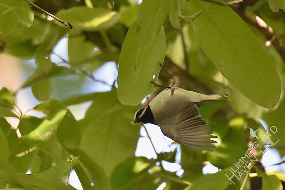Golden-winged Warbler 5-5-17