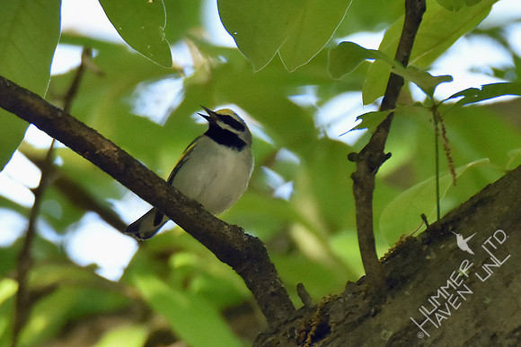 Golden-winged Warbler 5-5-17