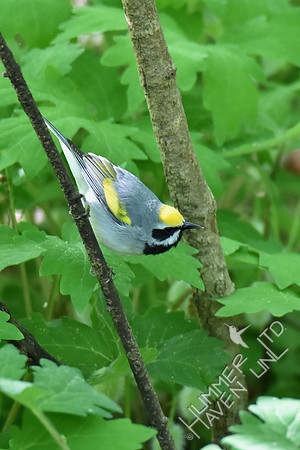 Golden-winged Warbler 5-5-17
