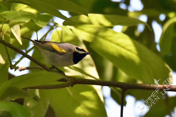 Golden-winged Warbler 5-5-17