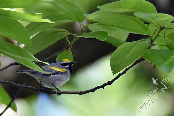 Golden-winged Warbler 5-5-17