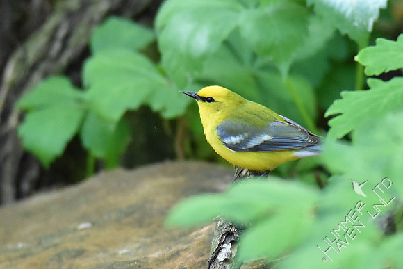 Blue-winged Warbler 5-5-17