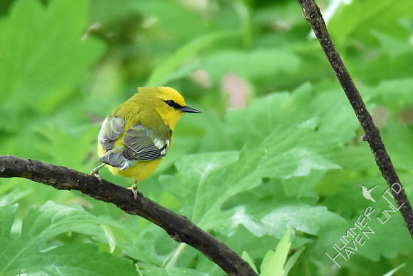 Blue-winged Warbler 5-5-17