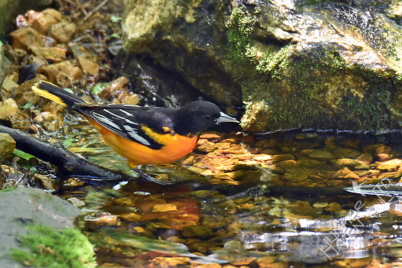 Baltimore Oriole 5-5-17