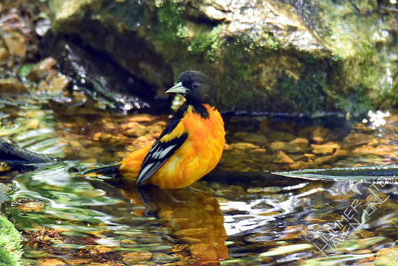 Baltimore Oriole 5-5-17