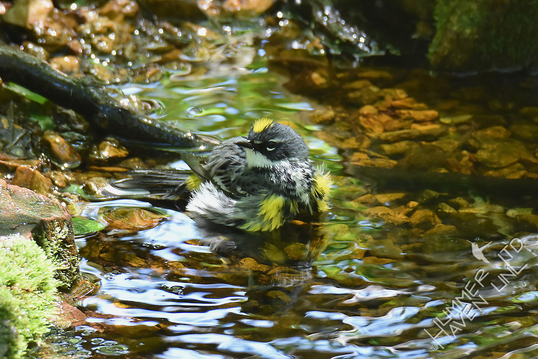 Yellow-rumped Warbler 5-5-17