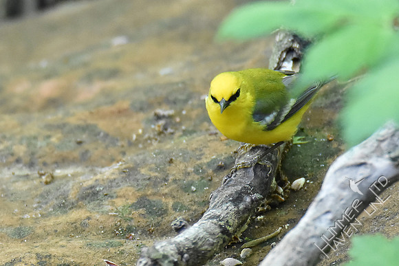Blue-winged Warbler 5-5-17