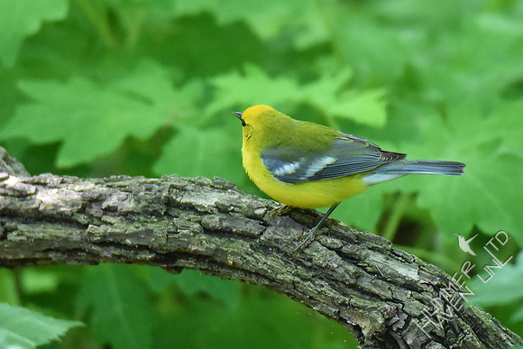 Blue-winged Warbler 5-5-17