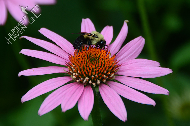 Bumblebee on Purple Coneflower (Echinacea purpurea)