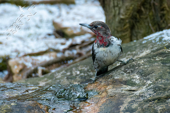 1-28-22 Red-headed Woodpecker