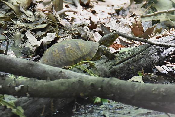 Three-toed Box Turtle 5-9-17