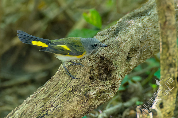 8-31-22 American Redstart first year male