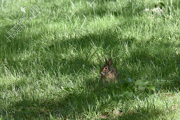 Eastern Cottontail 5-5-17