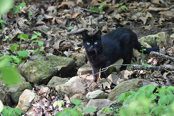 Feral Cat 5-5-17
