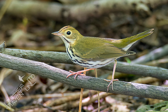 8-30-22 Ovenbird