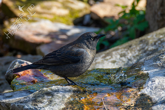 4-14-22 Rusty Blackbird