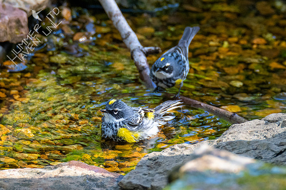 4-14-21 Yellow-rumped Warblers