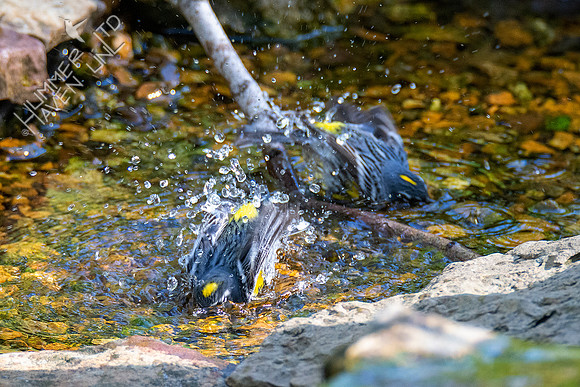 4-14-21 Yellow-rumped Warblers