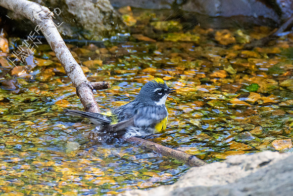 4-14-21 Yellow-rumped Warbler