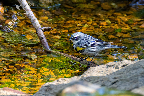 4-14-21 Yellow-rumped Warbler