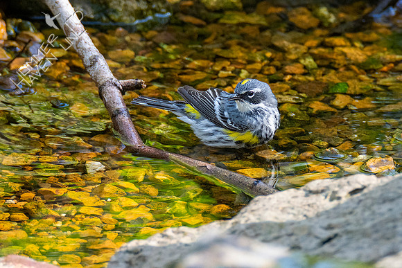 4-14-21 Yellow-rumped Warbler
