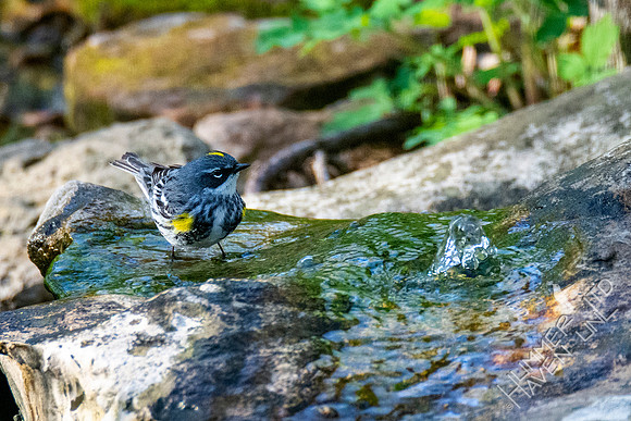 4-15-21 Yellow-rumped Warbler