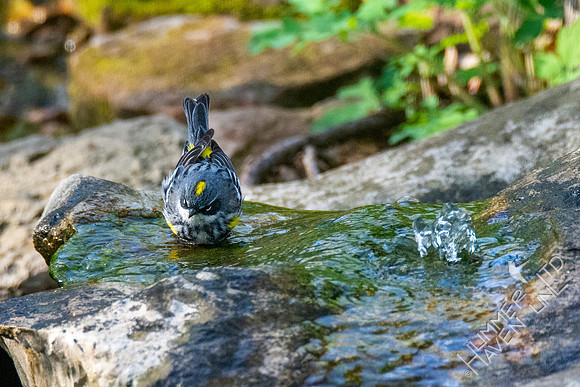 4-15-21 Yellow-rumped Warbler