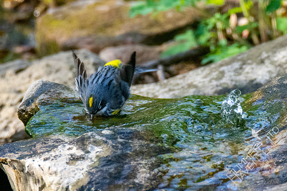 4-15-21 Yellow-rumped Warbler