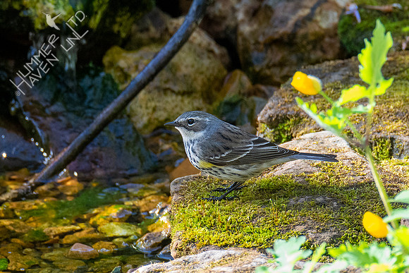 4-14-21 Yellow-rumped Warbler female