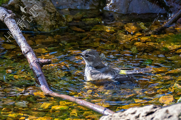 4-14-21 Yellow-rumped Warbler female