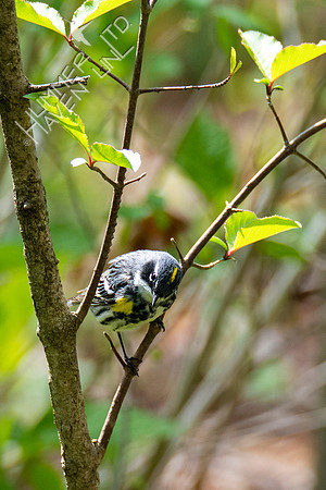4-16-21 Yellow-rumped Warbler