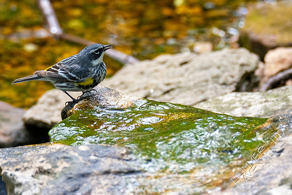 4-16-21 Yellow-rumped Warbler