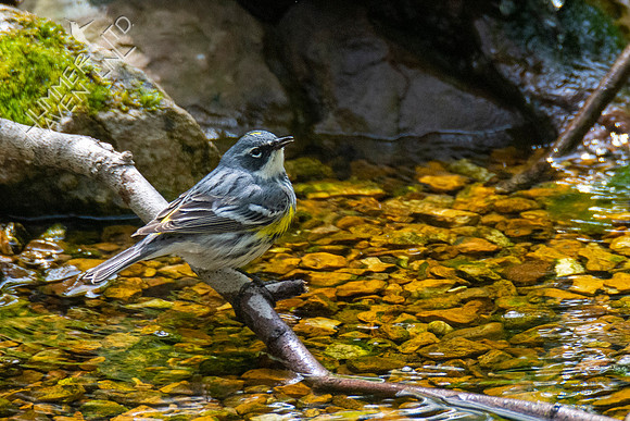 4-16-21 Yellow-rumped Warbler
