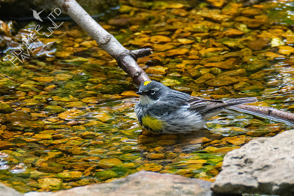 4-16-21 Yellow-rumped Warbler