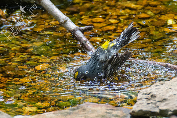 4-16-21 Yellow-rumped Warbler