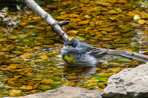 4-16-21 Yellow-rumped Warbler