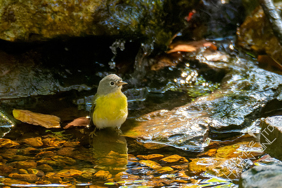 10-12-24 Nashville Warbler