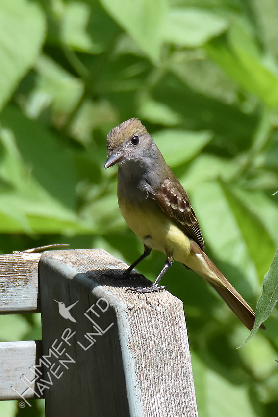 Great Crested Flycatcher 6-4-17