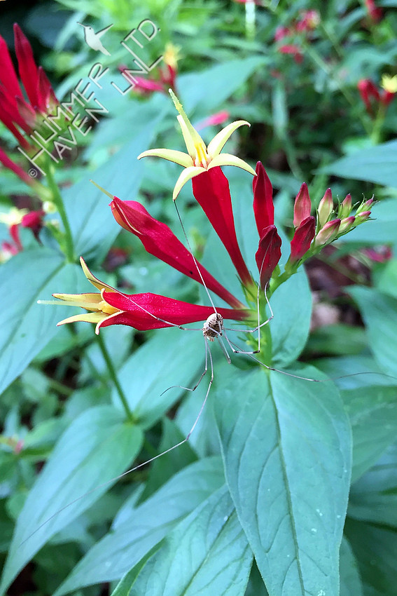 Gardenman Spider on Indian Pink (Spigelia marilandica) 6-2-17