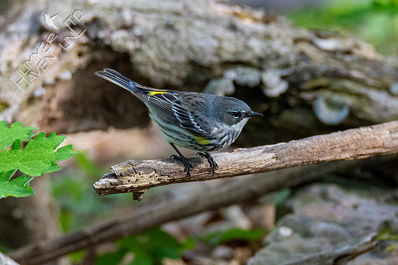 4-17-21 Yellow-rumped Warbler female
