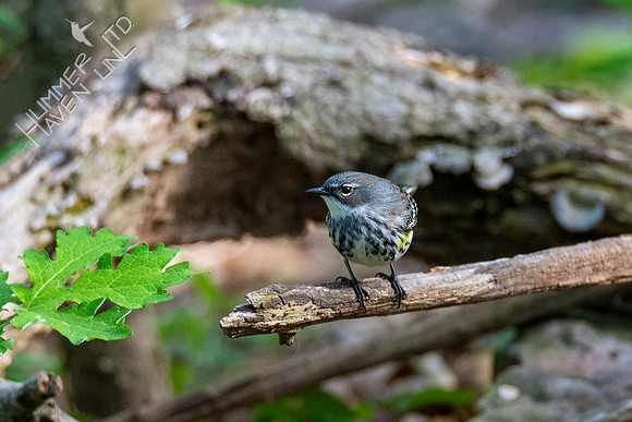 4-17-21 Yellow-rumped Warbler female