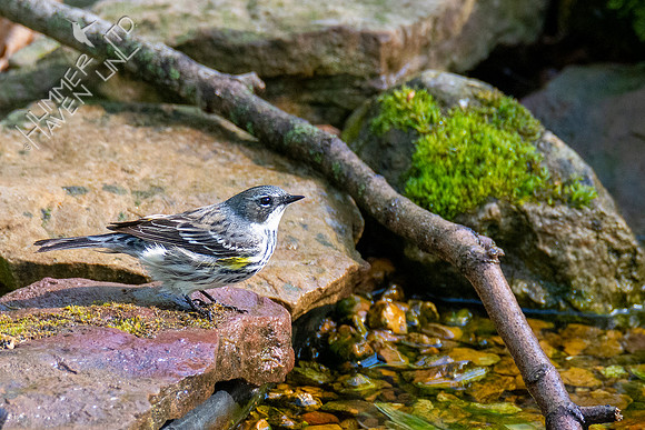 4-17-21 Yellow-rumped Warbler female