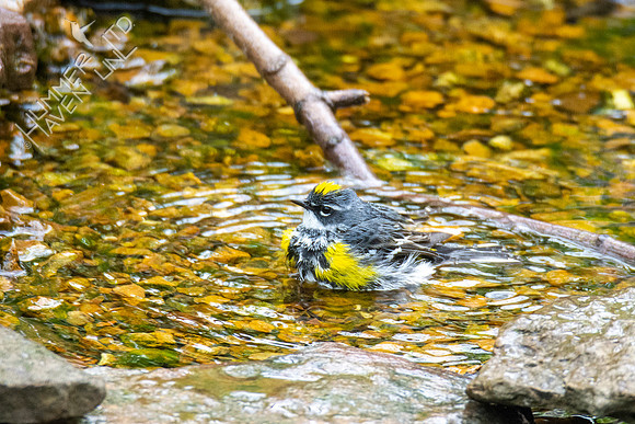 4-18-21 Yellow-rumped Warbler