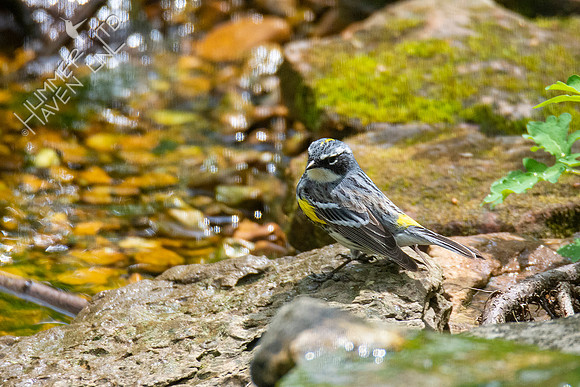 4-18-21 Yellow-rumped Warbler