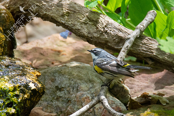 4-18-21 Yellow-rumped Warbler