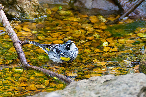 4-18-21 Yellow-rumped Warbler