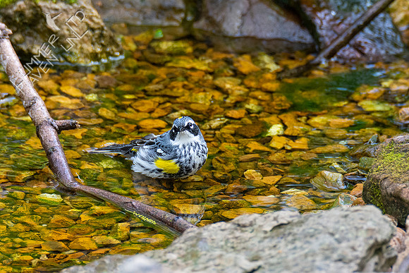 4-18-21 Yellow-rumped Warbler